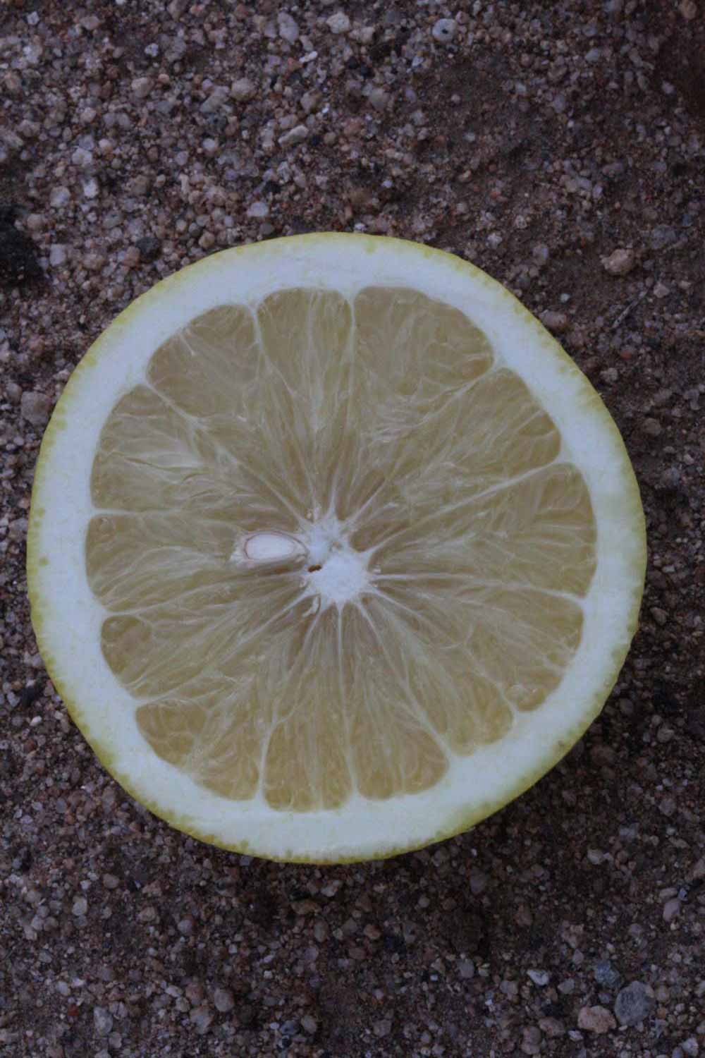            Fruit cross-section (Riverside, CA)   